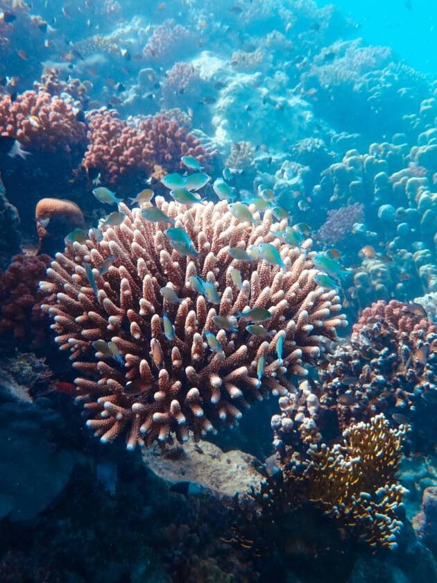 Amazing Red Sea Underwater Photoshoot
